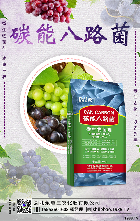 莧菜種植時間是什么時候,莧菜種植方法技術(shù)