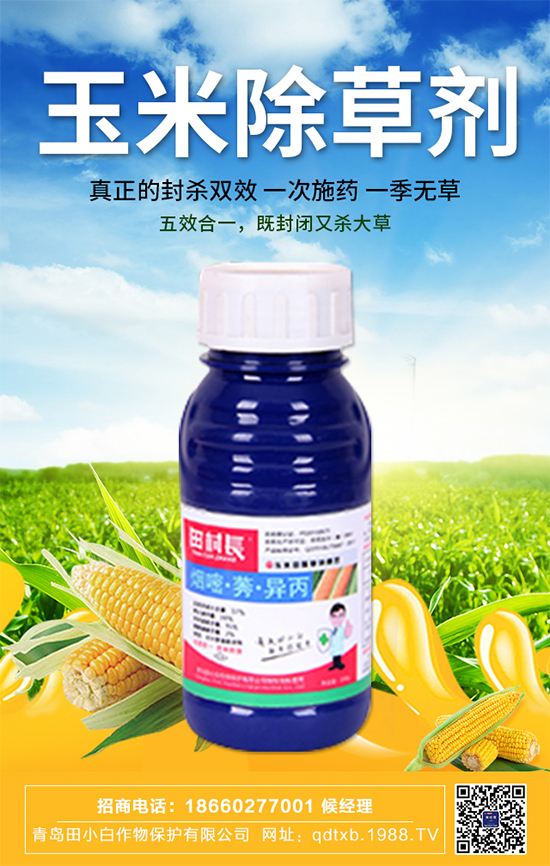 ���׷N�Ӱ�N��ʲô�������������ڹ���Ҫ�c(di��n)��