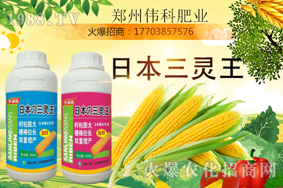 玉米控旺幾次好,玉米控旺時(shí)間及玉米控旺產(chǎn)品選擇!