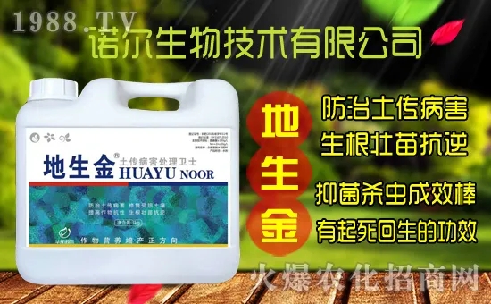 黃花菜種子怎么采集?黃花菜種苗價(jià)格多少錢(qián)一株?